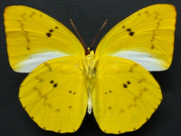 Adult Male Under of Yellow Migrant - Catopsilia gorgophone gorgophone